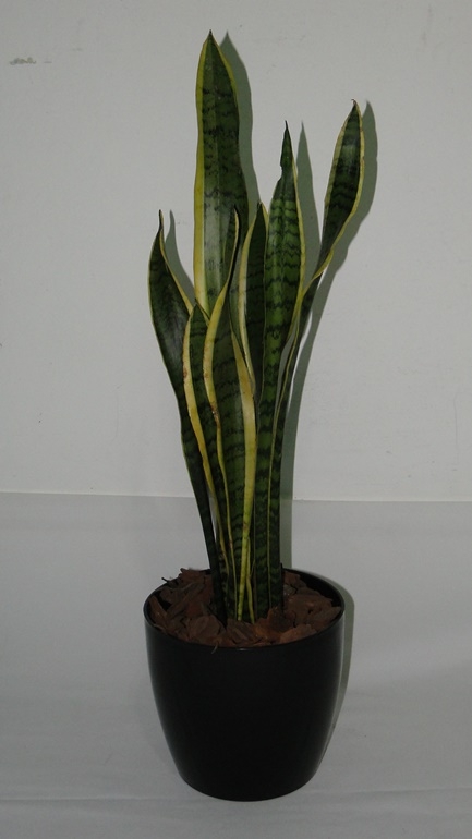 Sansevieria con maceta plast premium 22