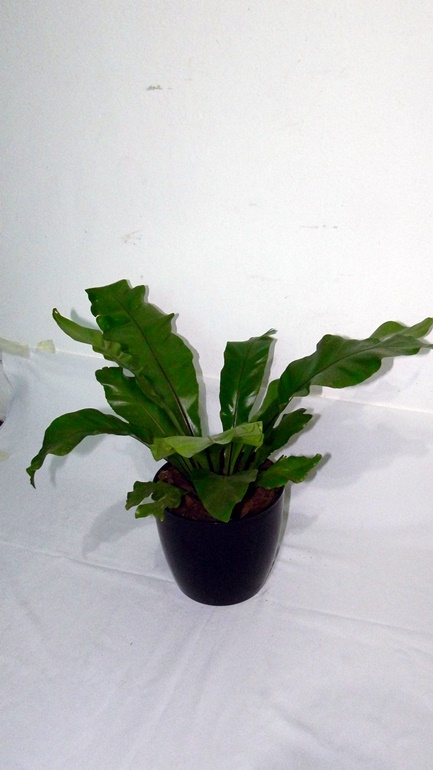 Asplenium con maceta plast premium 22