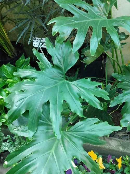 PHILODENDRON GUEMBE