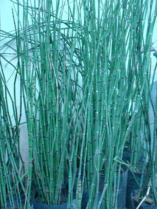 EQUISETUM