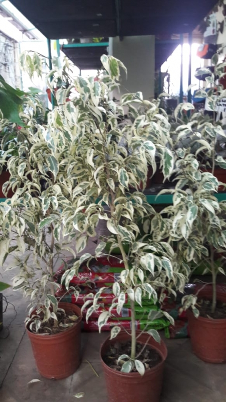 FICUS STAR LIGHT 4 LITROS