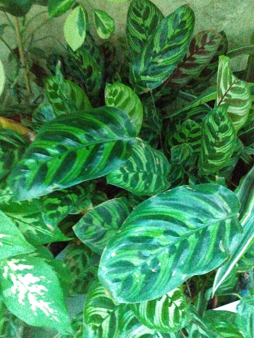 CALATHEA MACOYANA M14