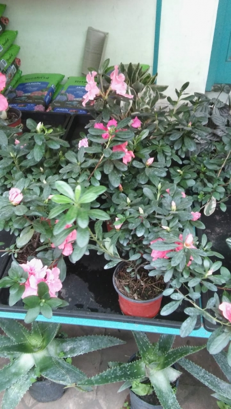 Azalea Doble M14