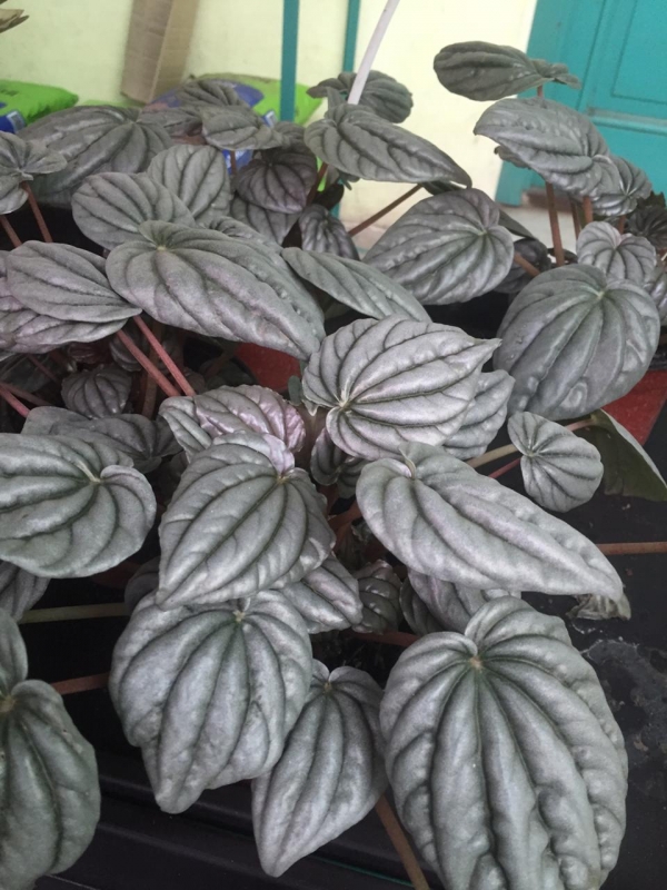 PEPEROMIA PLATEADA