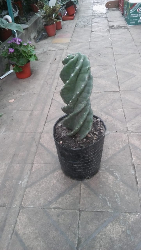 CACTUS ESPIRALADO