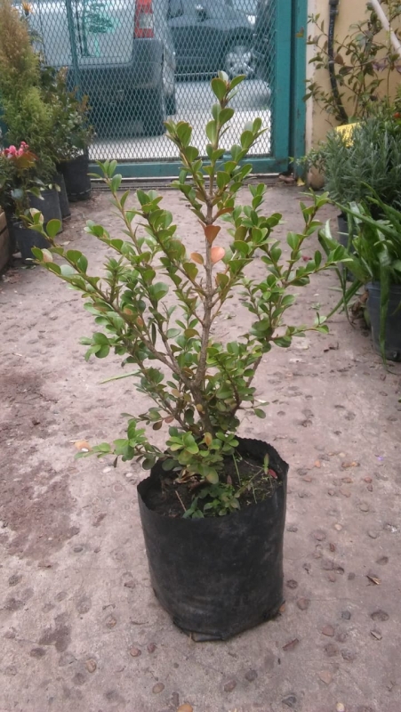 BUXUS 4 LITROS